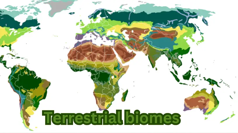 Terrestrial Biomes